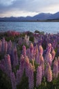 Lupines blossom at Lake Tekapo, New Zealand Royalty Free Stock Photo